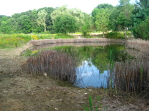 photo of phragmites