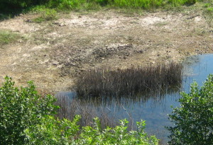 phragmites patch, after