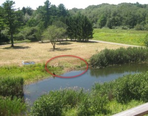 photo of phragmites, after