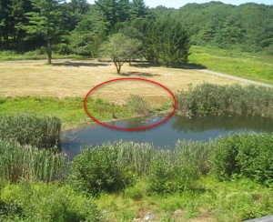 photo of phragmites