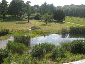 photo of phragmites.