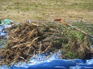 pile of phragmites photo