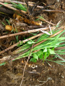 photo of resprouts