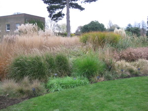 photo of grasses