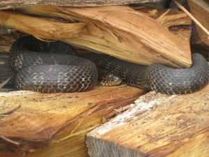 photo of snake