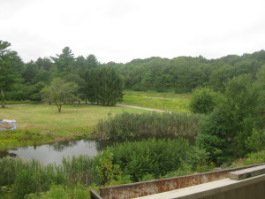 photo of phragmites