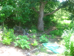 photo of buckthorn, after