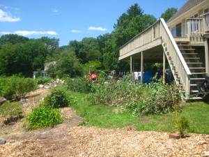 photo of brush piles