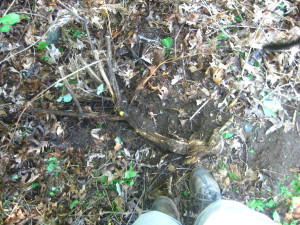 photo of buckthorn root