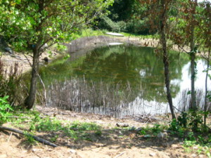 phragmites photo